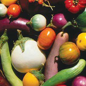 Aubergine Plants