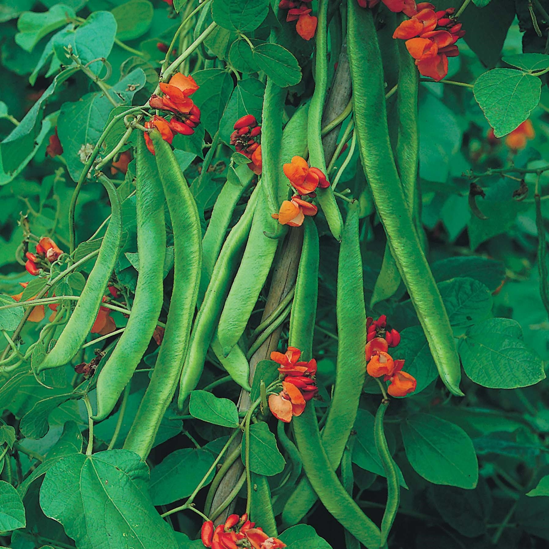 Bean Plants