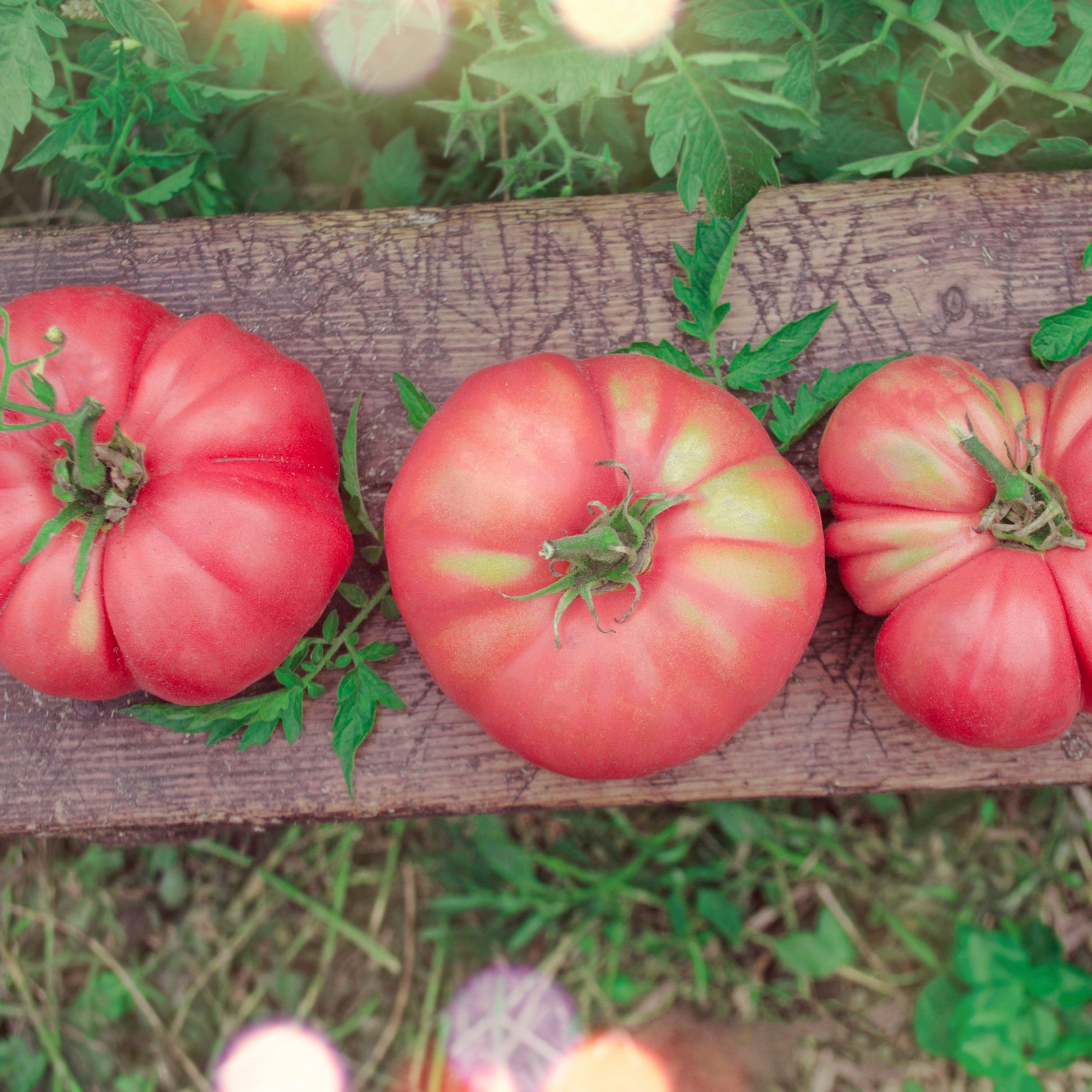 Beefsteak Tomato Plants