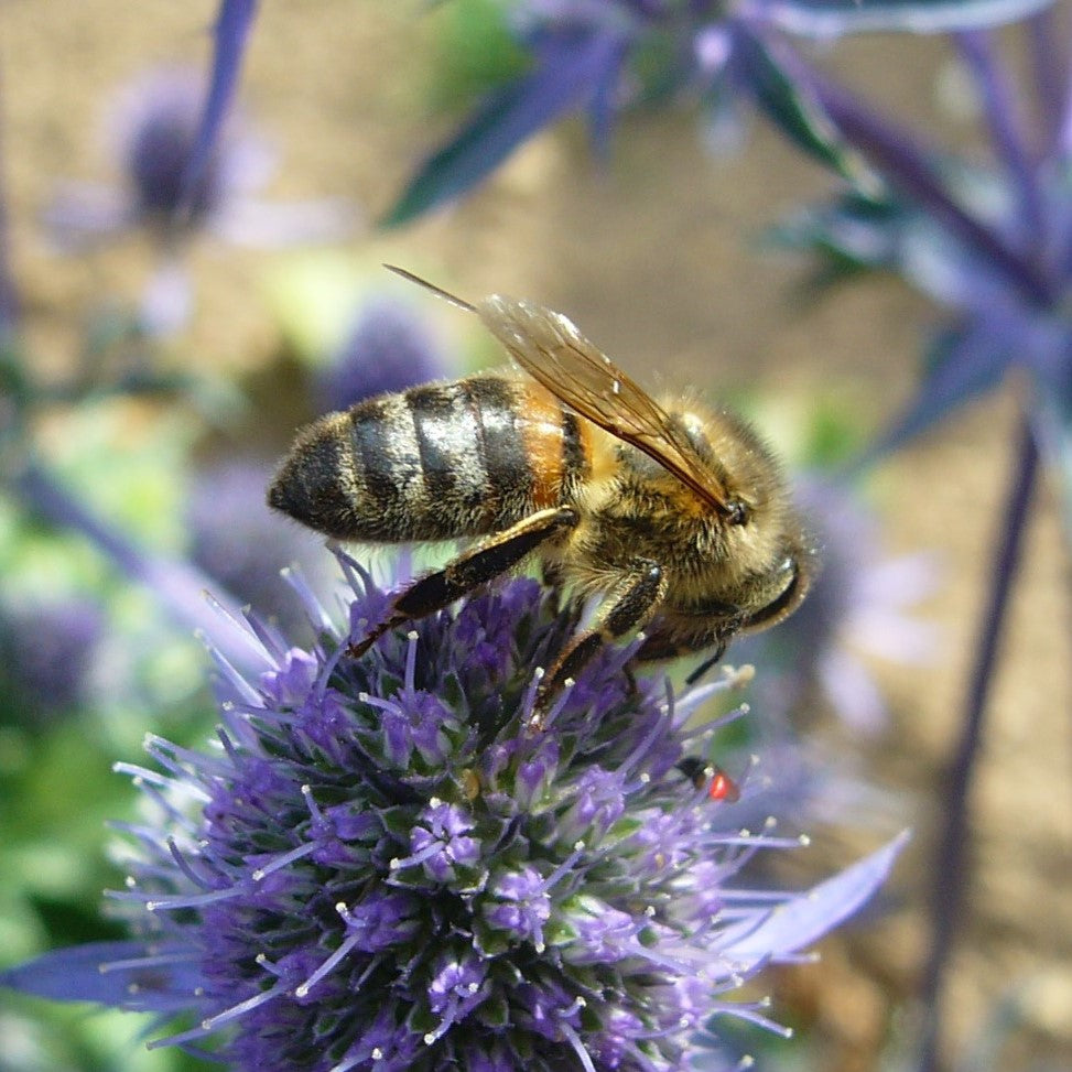 Bees and Wildlife