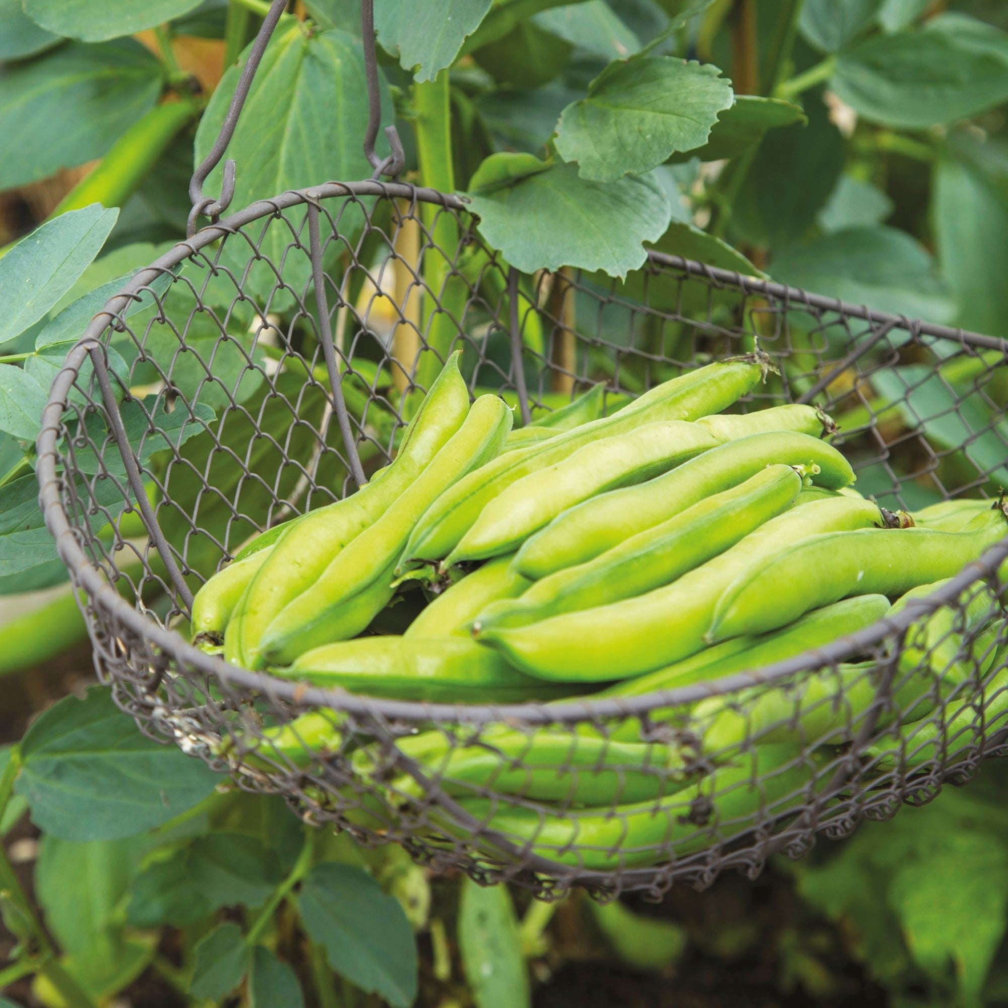 Broad Bean Seeds