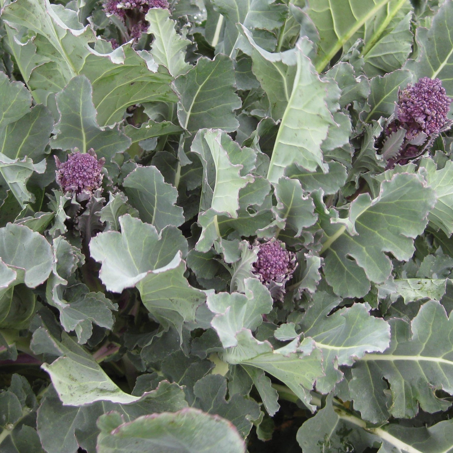 Broccoli Plants