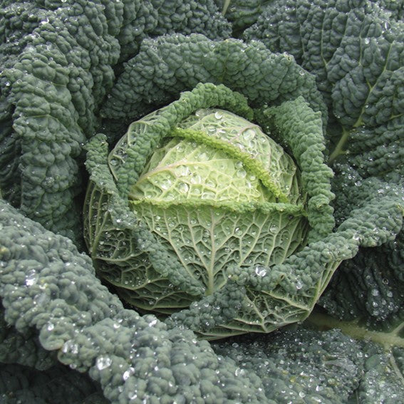 Cabbage Seeds