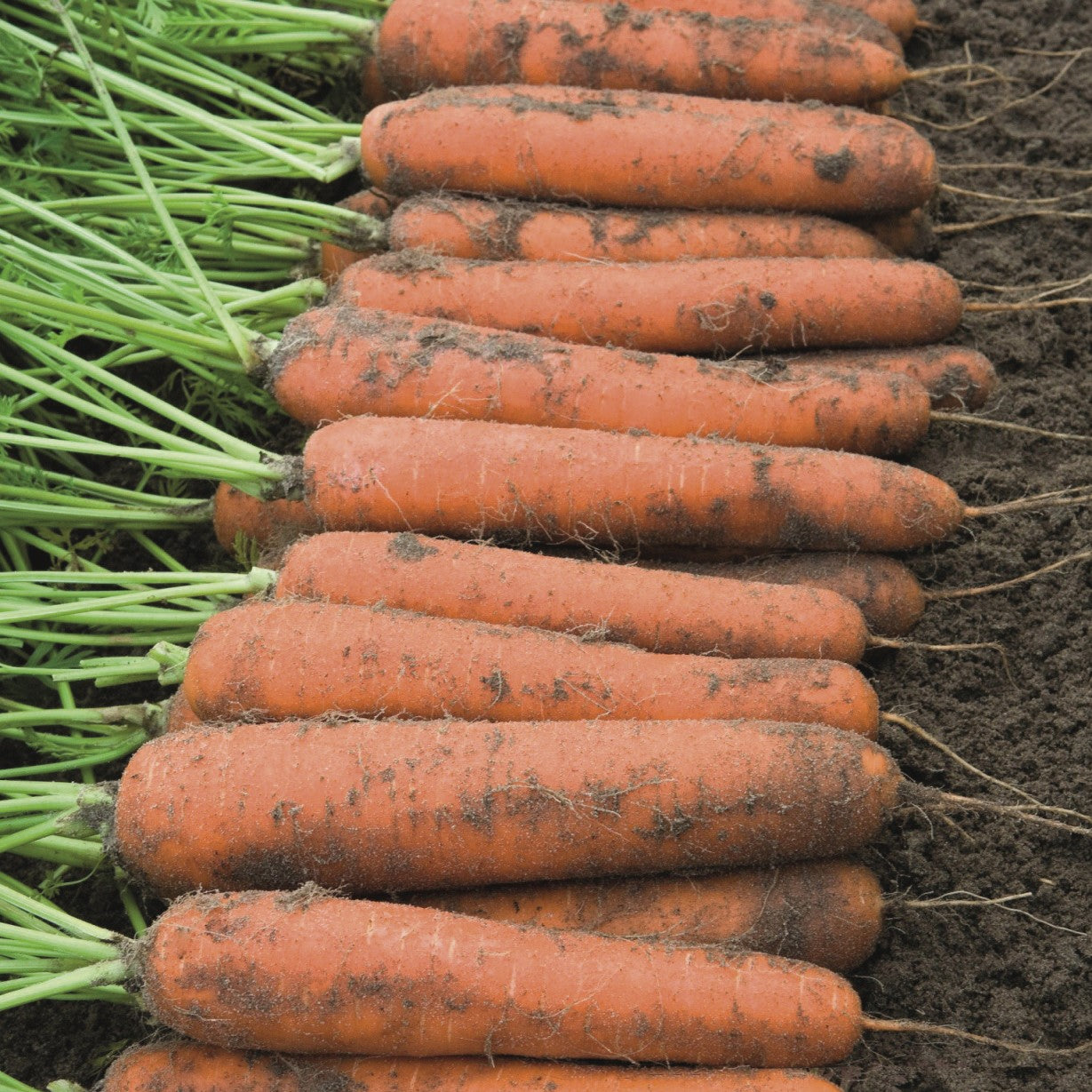 Carrot Seeds