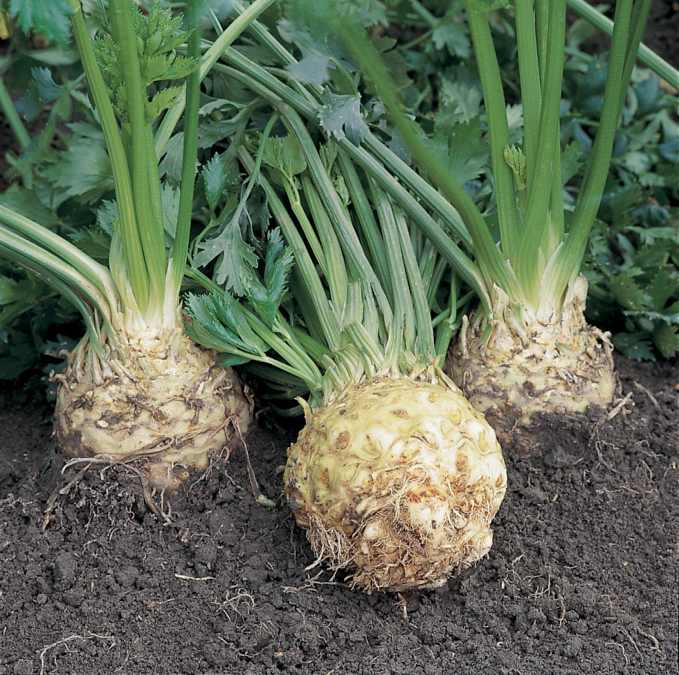 Celeriac Seeds