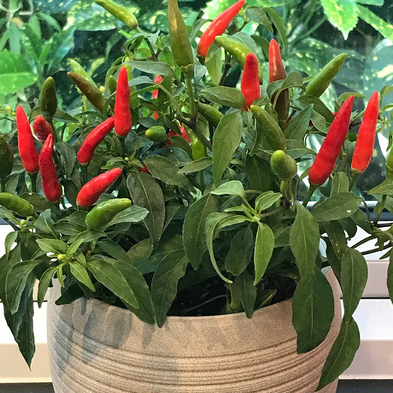Chilli Pepper Plants