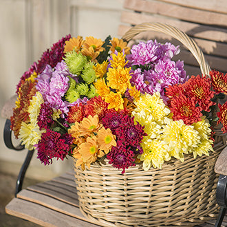 Chrysanthemum Plants