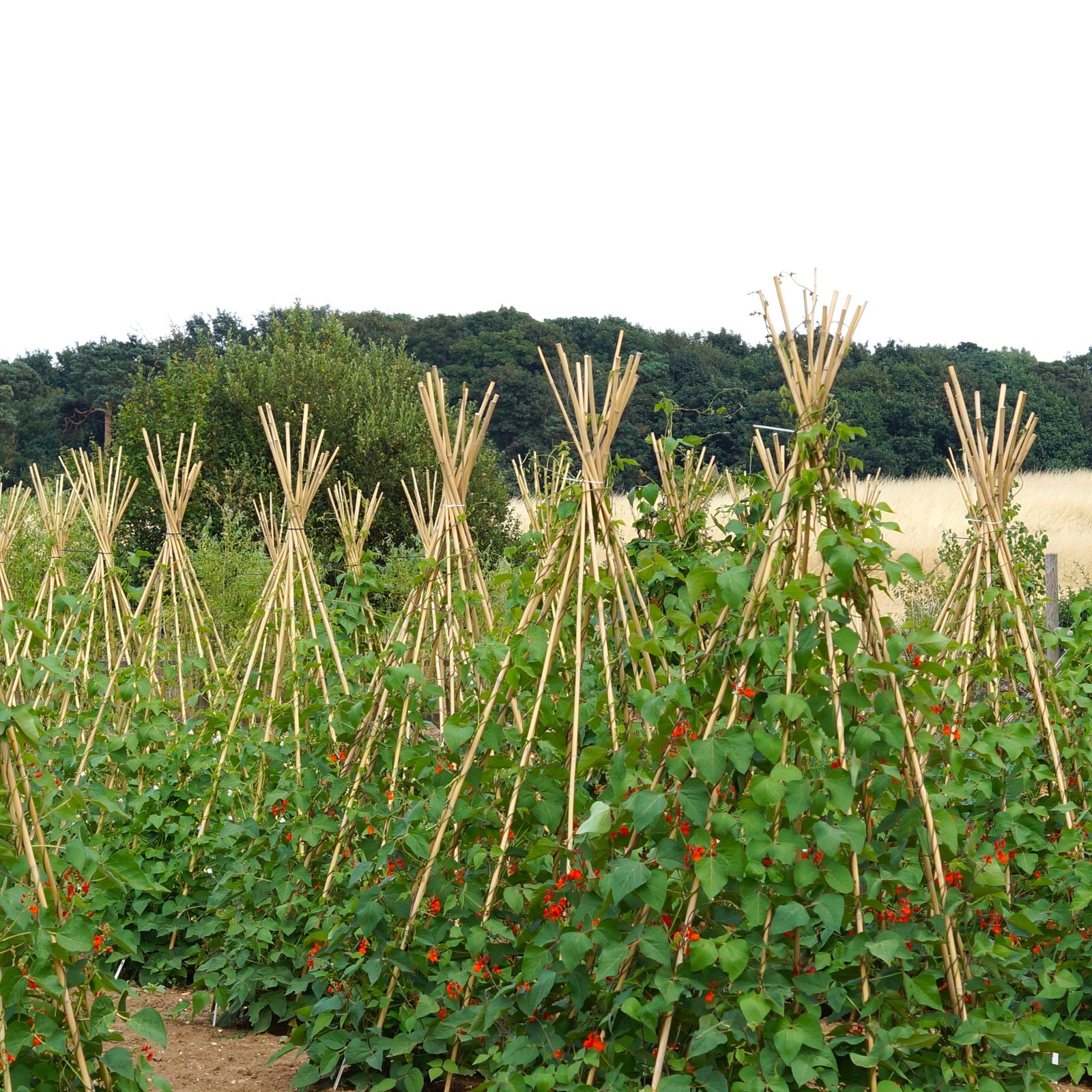 Climbing Runner Beans