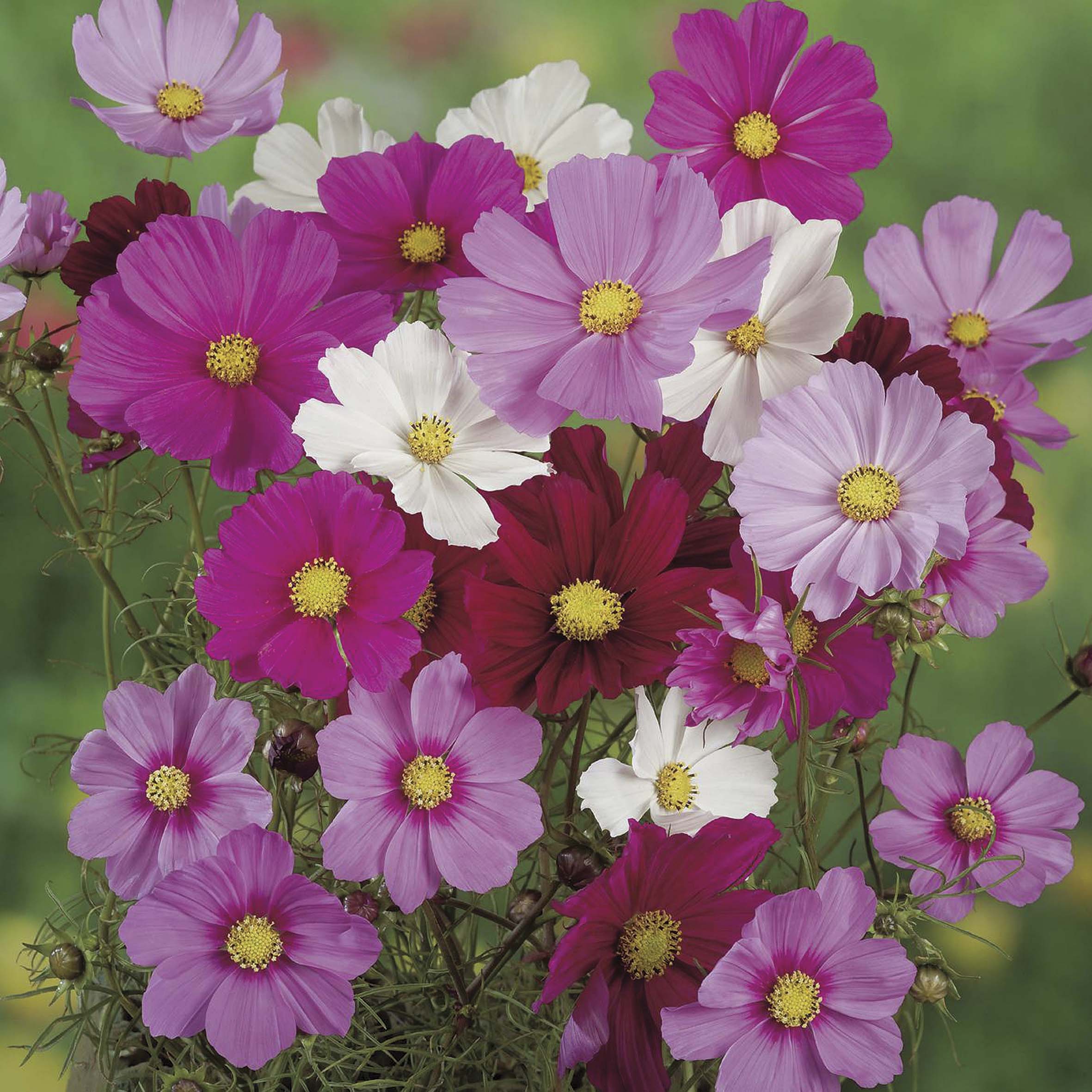 Cosmos Seeds