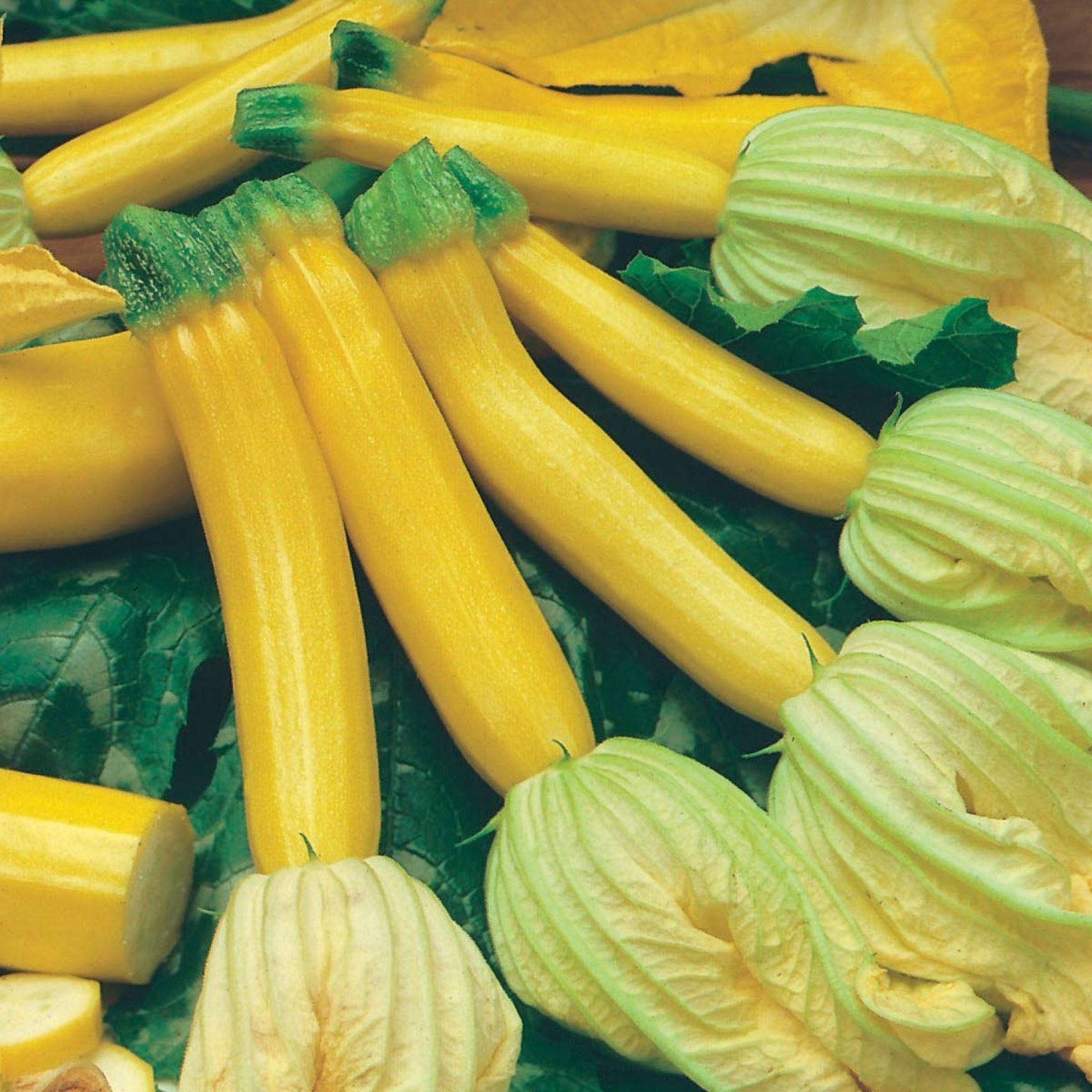 Courgette Plants