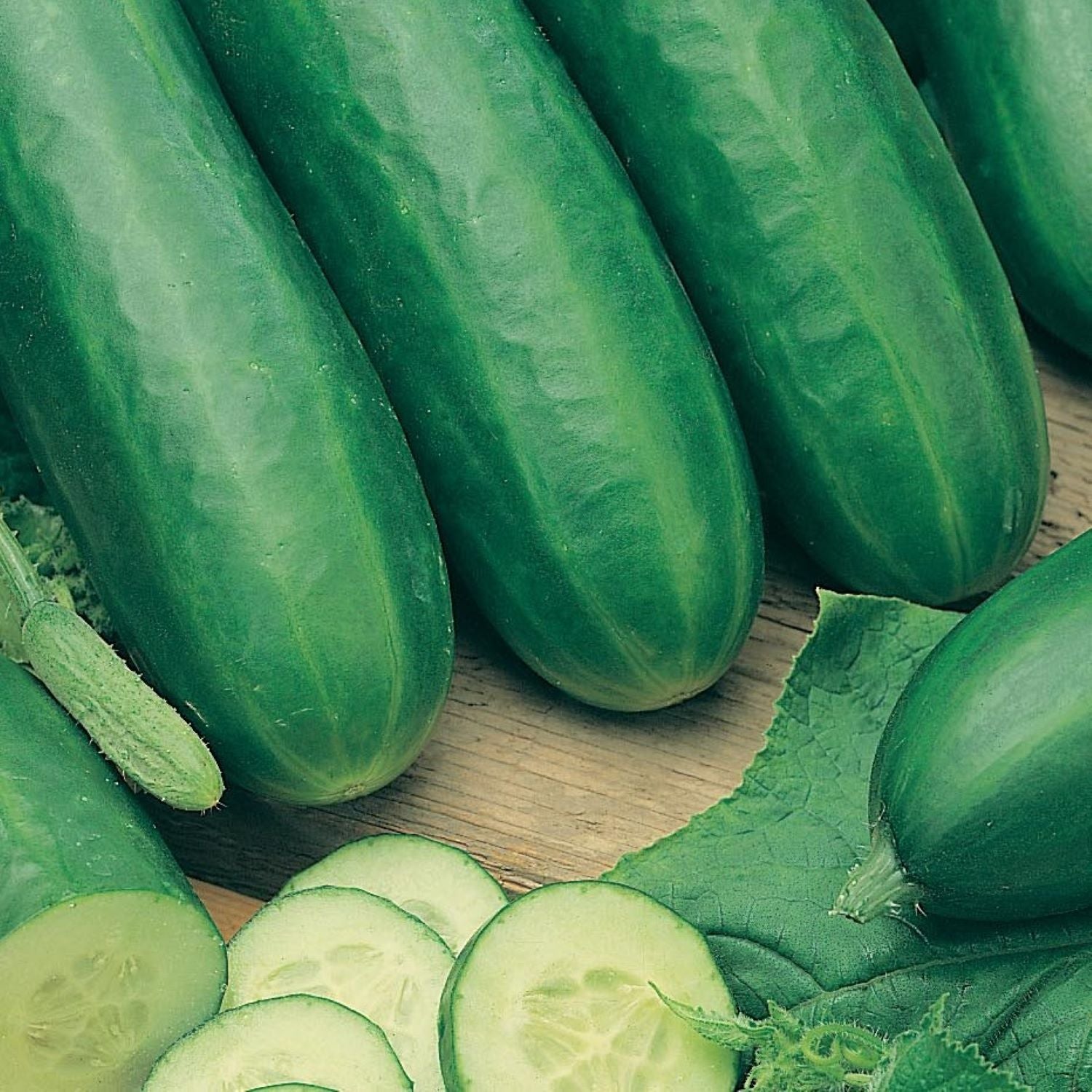 Cucumber Plants