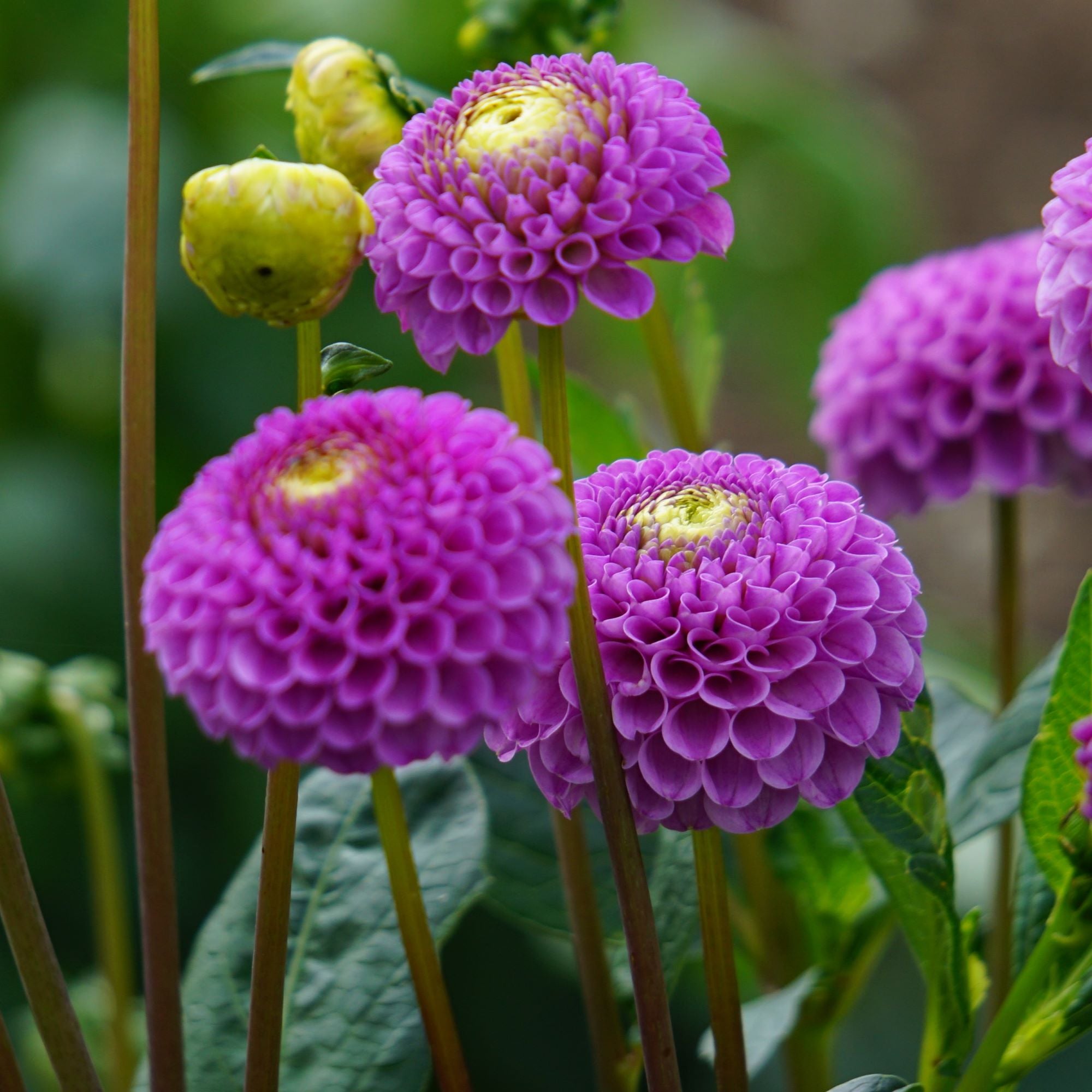 Dahlia Flower Plants