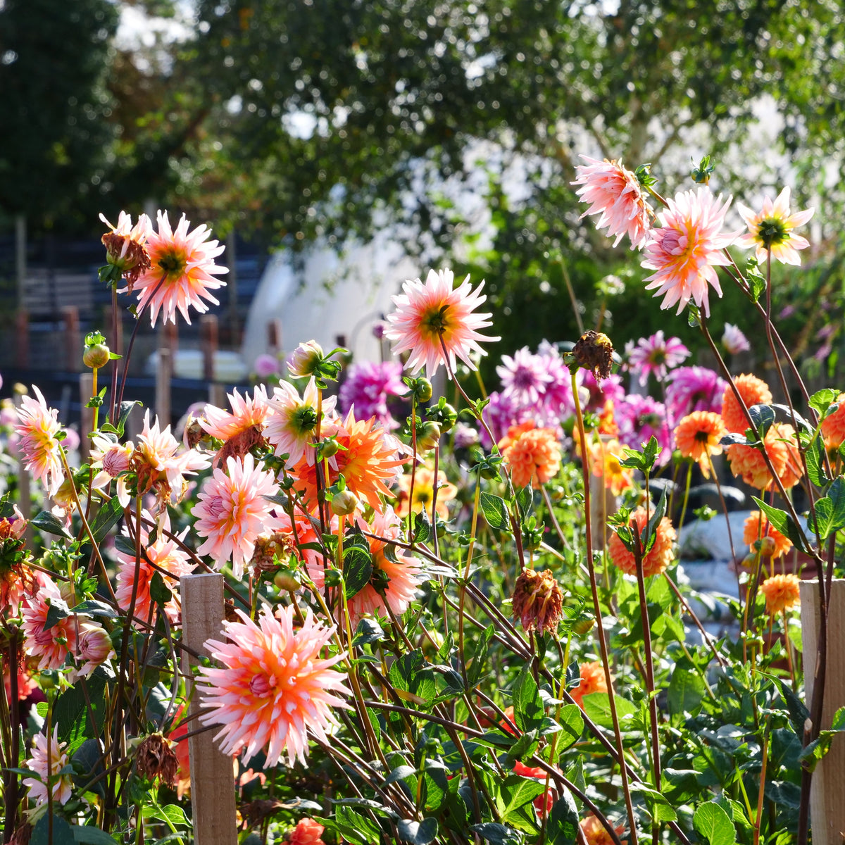 Dahlias