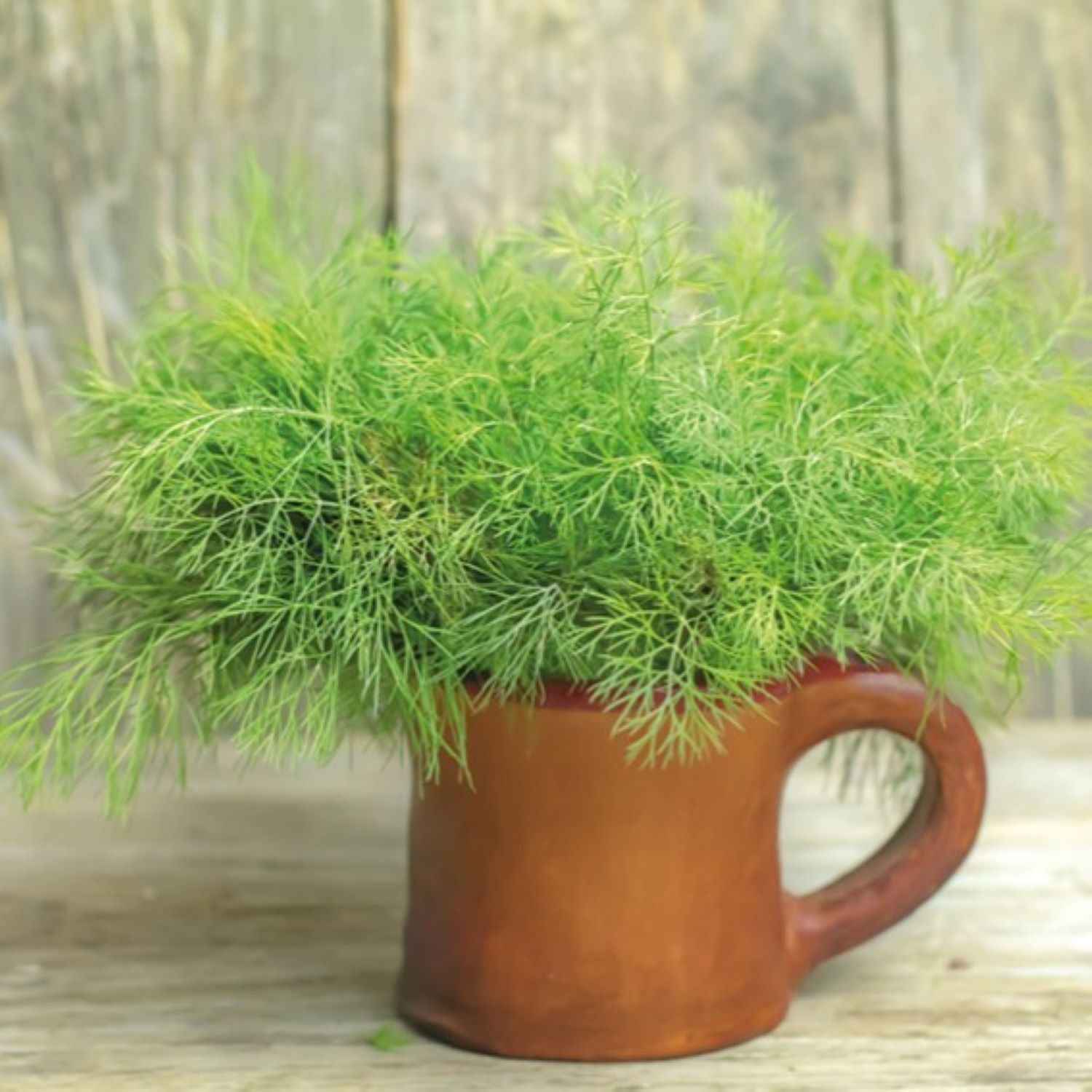 Dill Plants