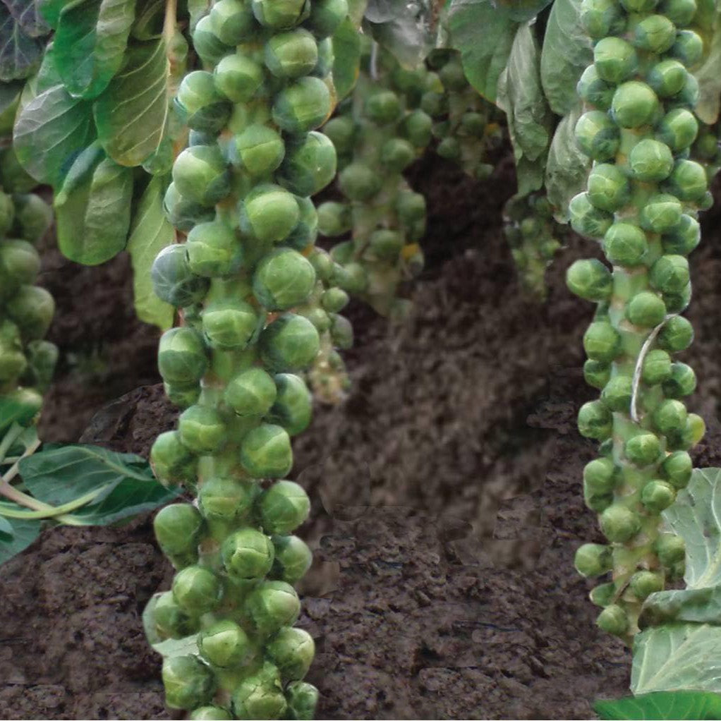 Disease Resistant Brassica Seeds