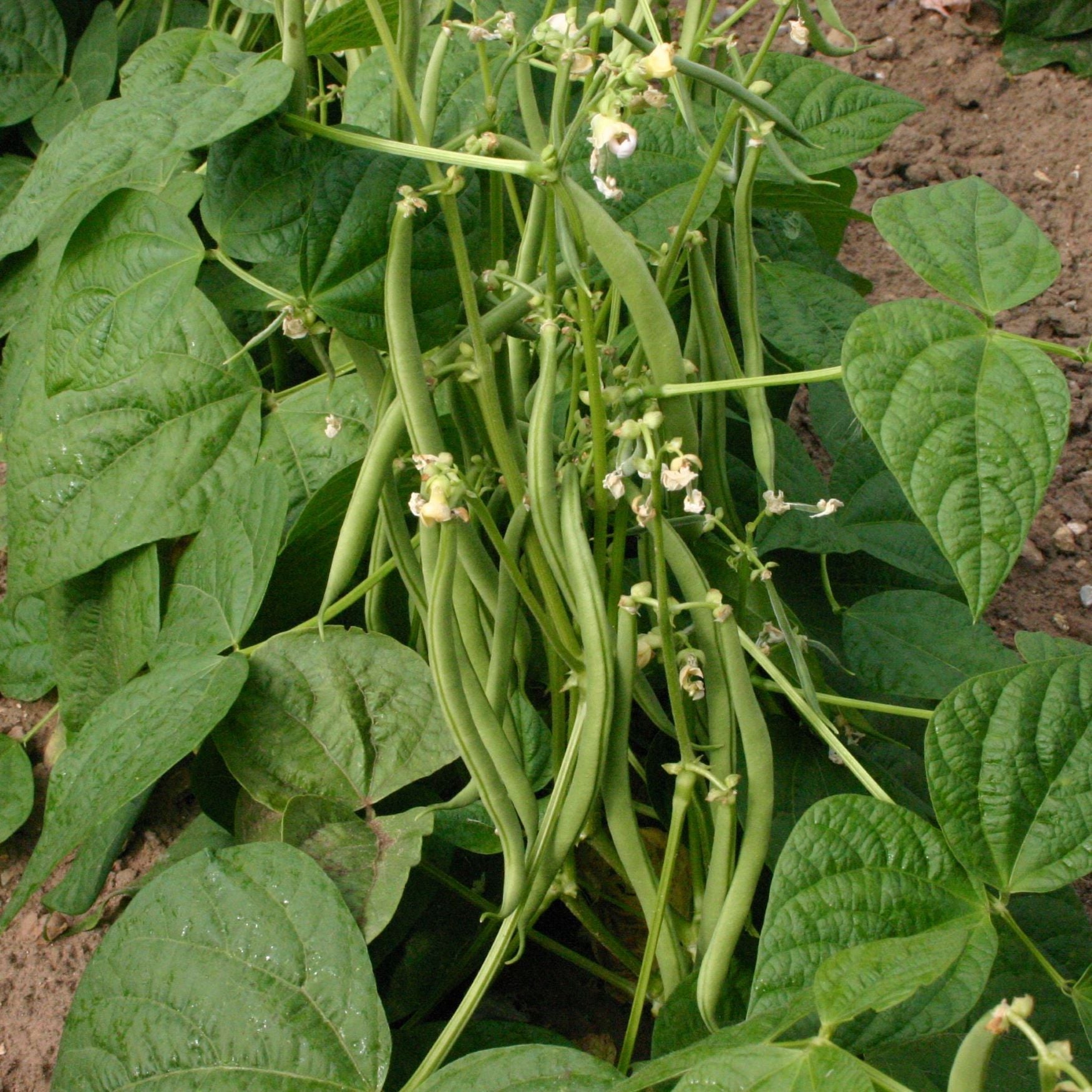 Dwarf Bean Plants