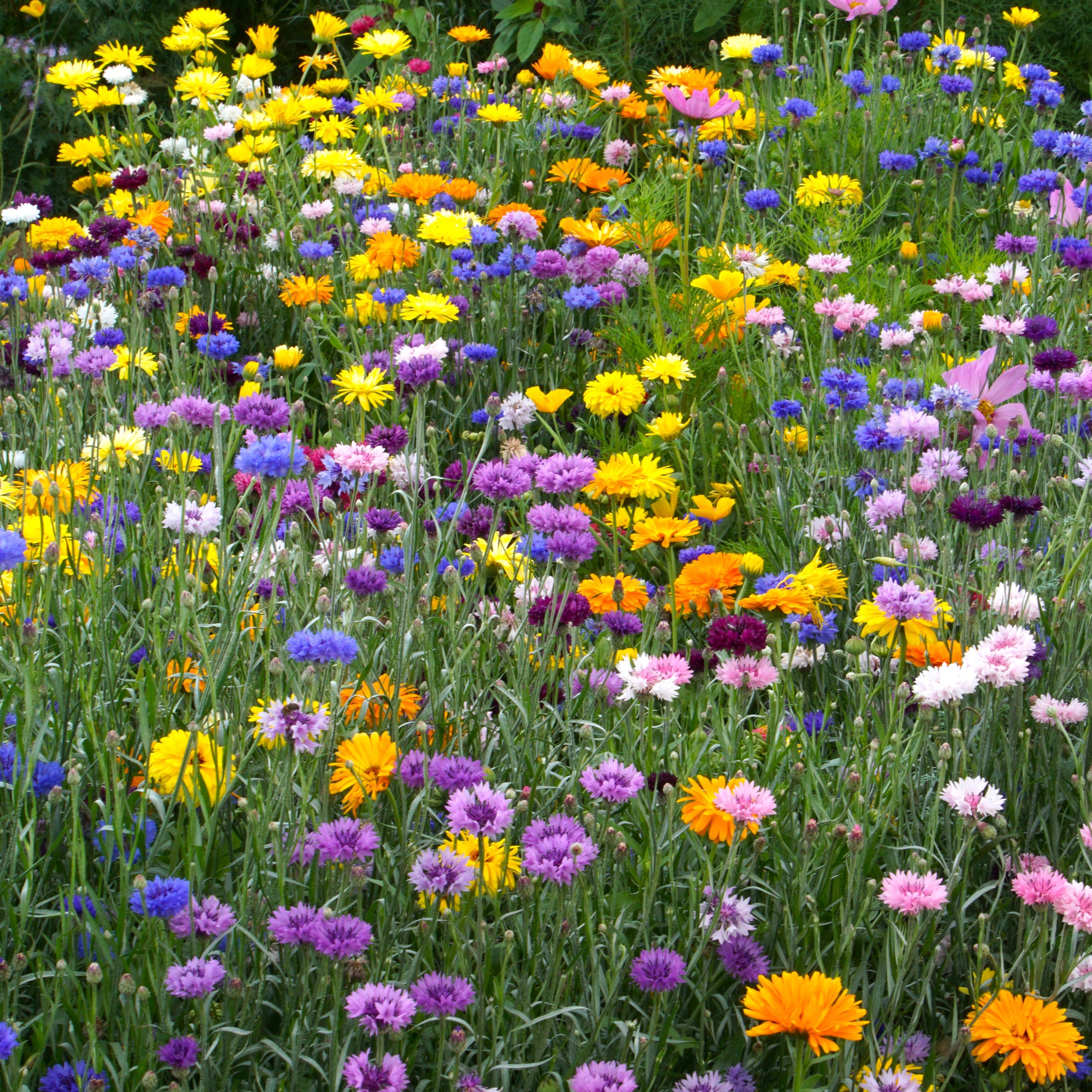 Flower Seeds