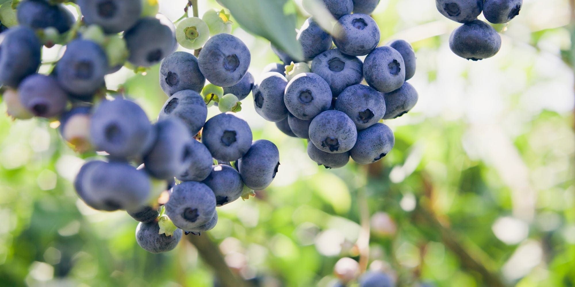 Fruit Seeds