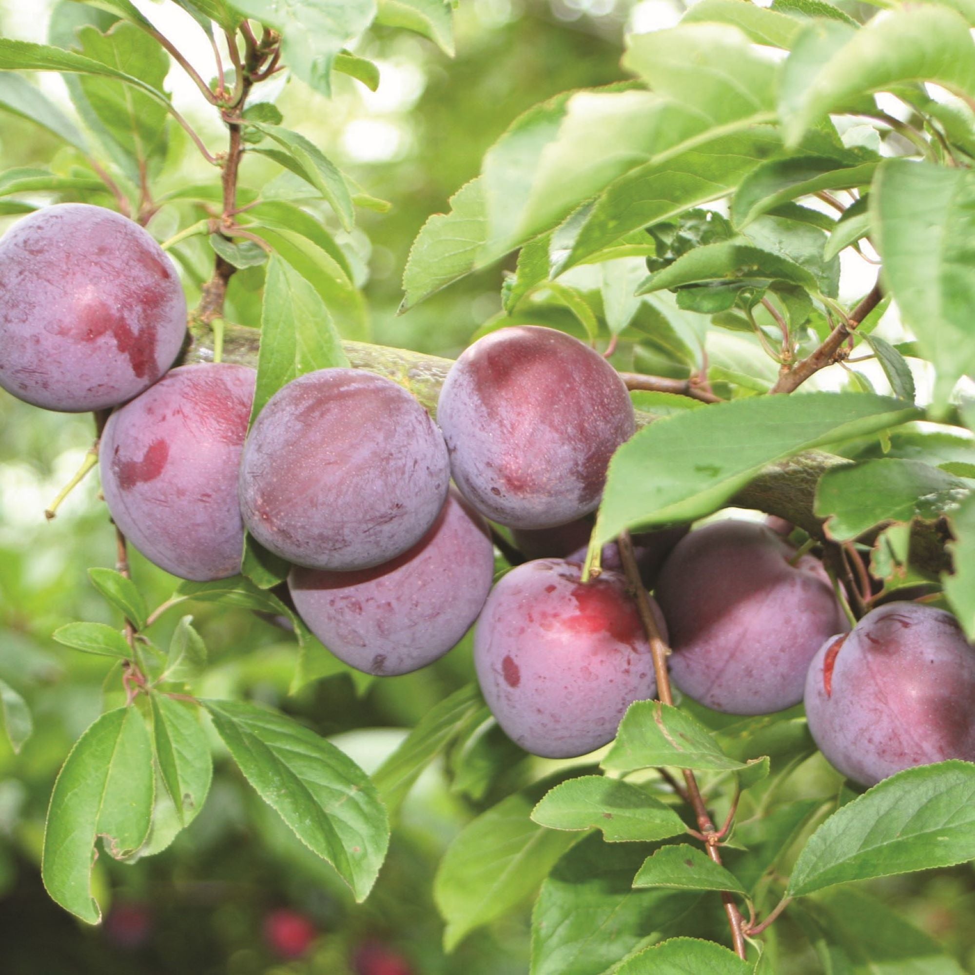 Fruit Trees