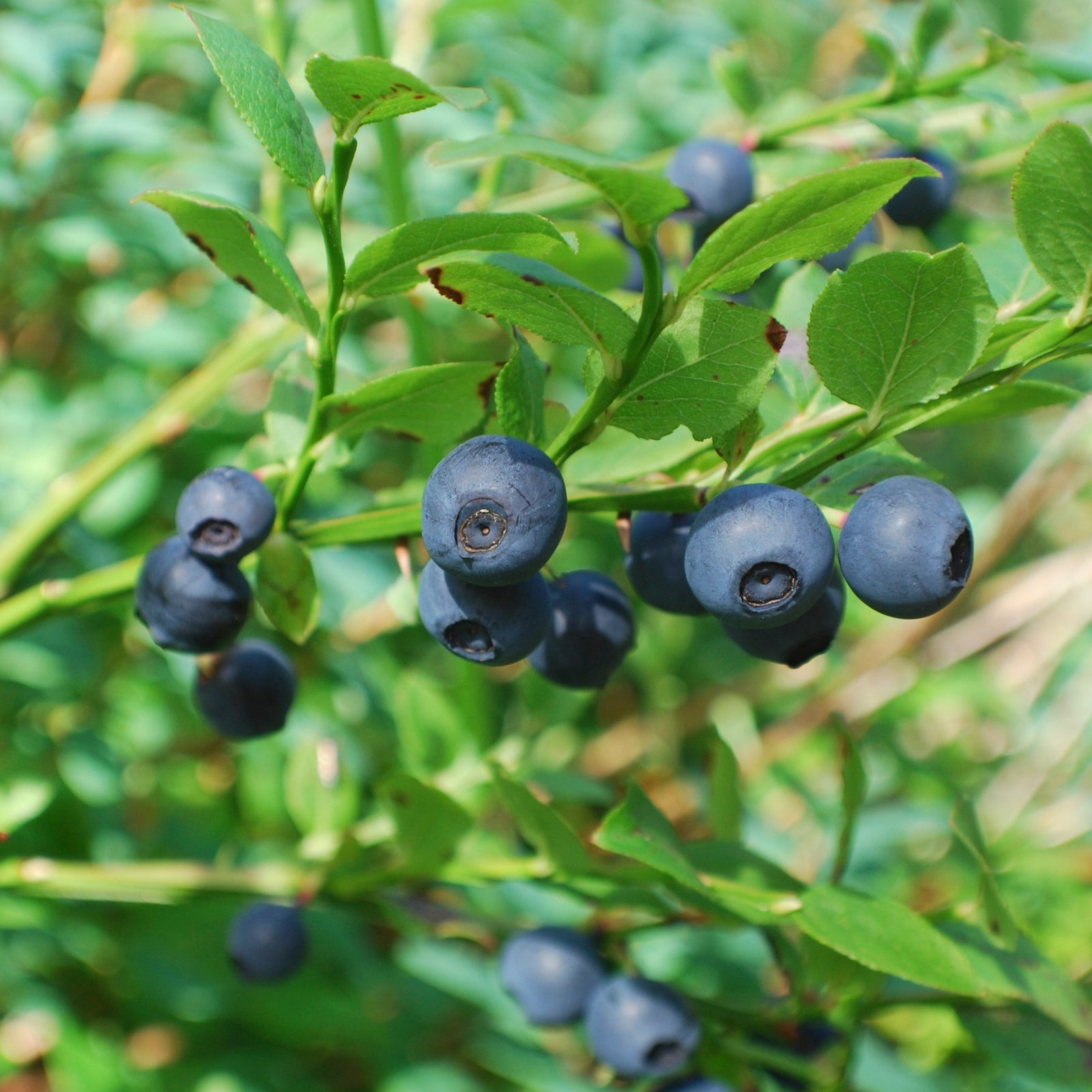 Fruit Plants