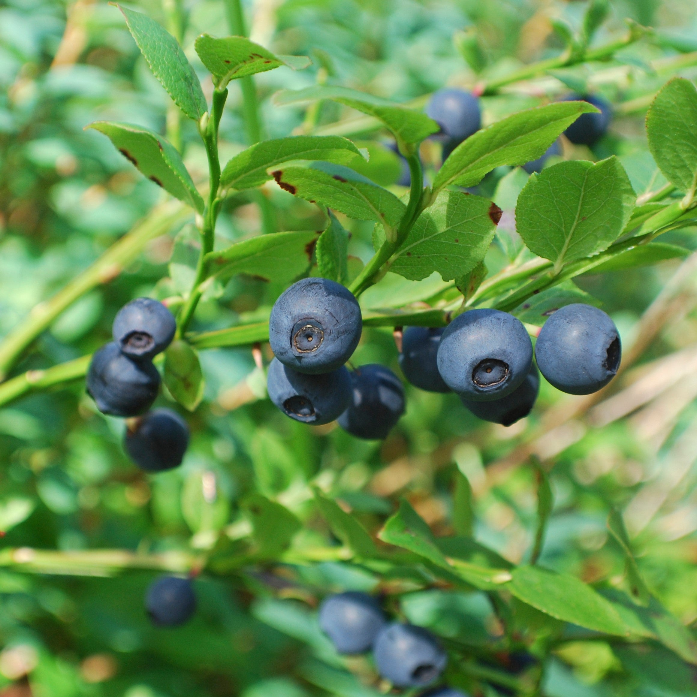 Fruit plants