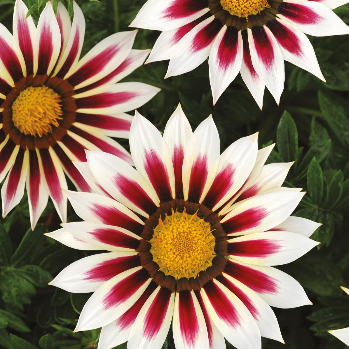 Gazania Seeds