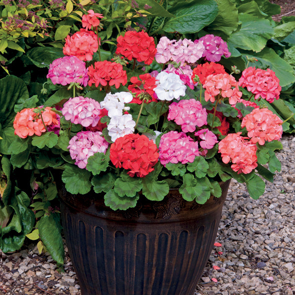 Geranium Plants
