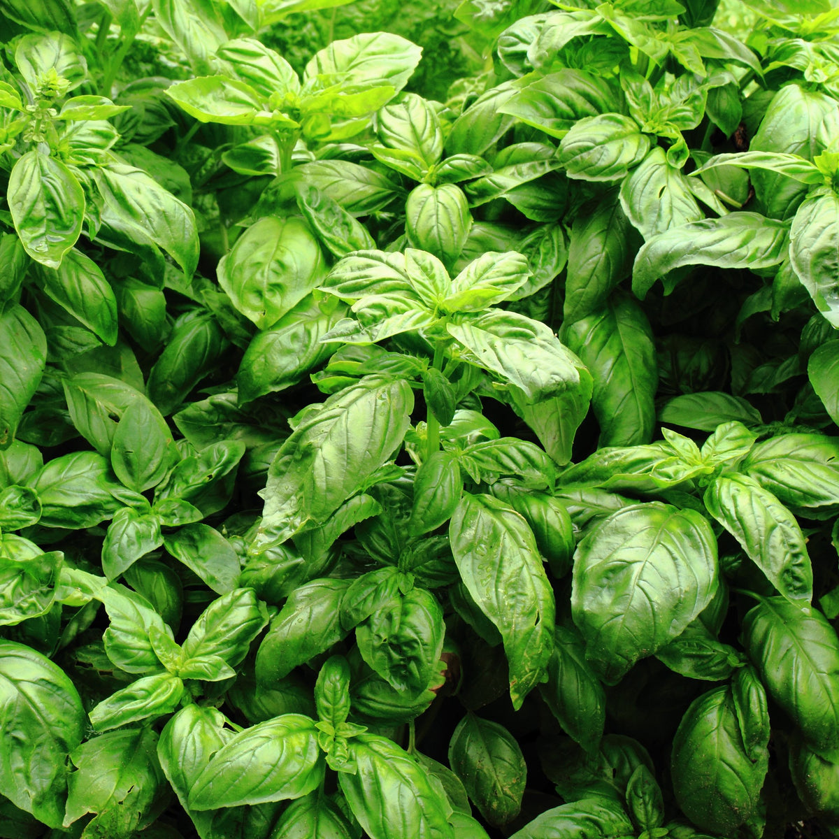 Herb Seeds