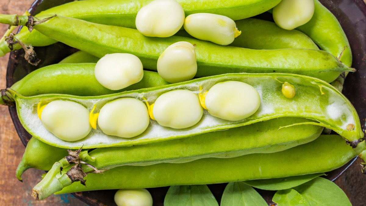 Bean seeds