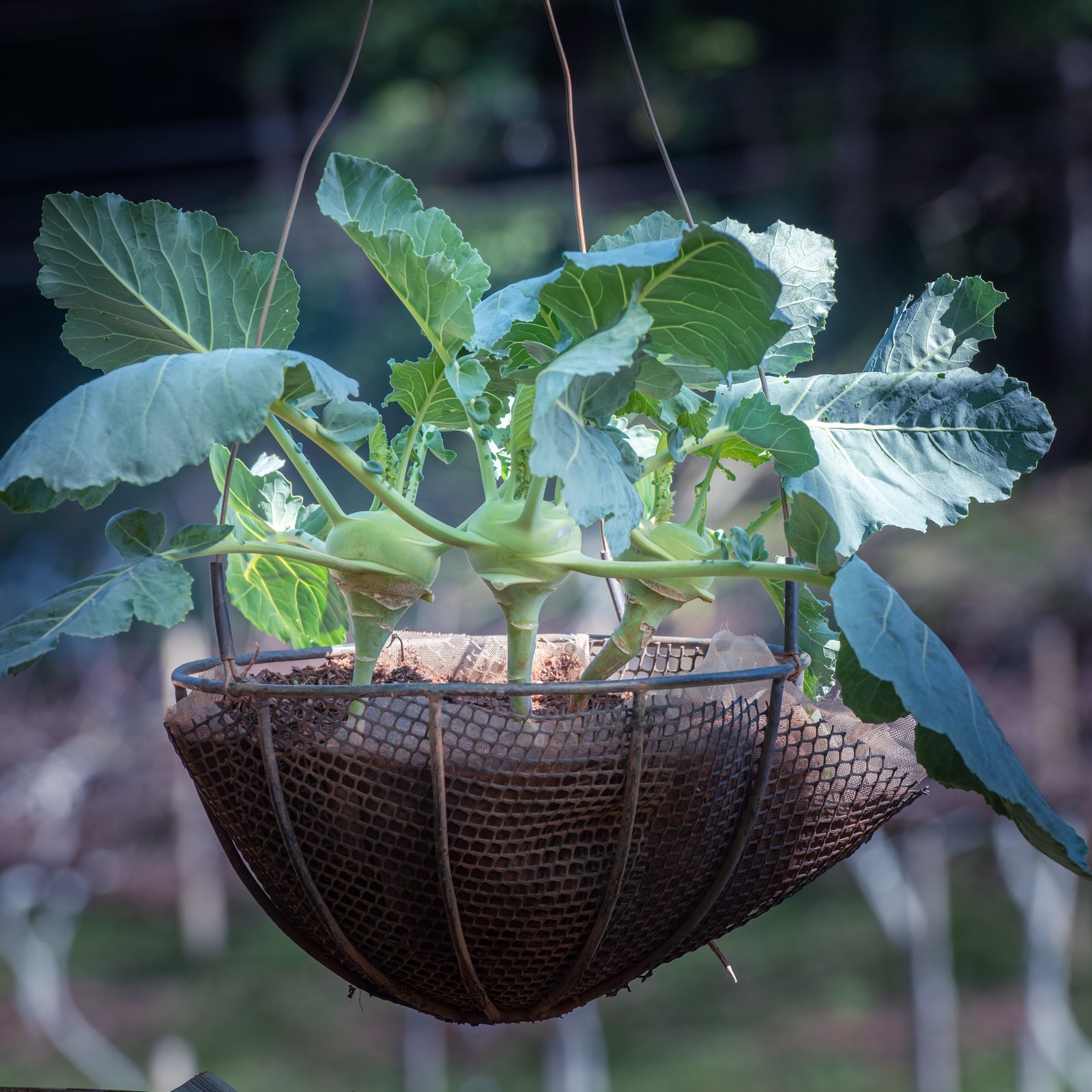 Last Chance Vegetable Plants
