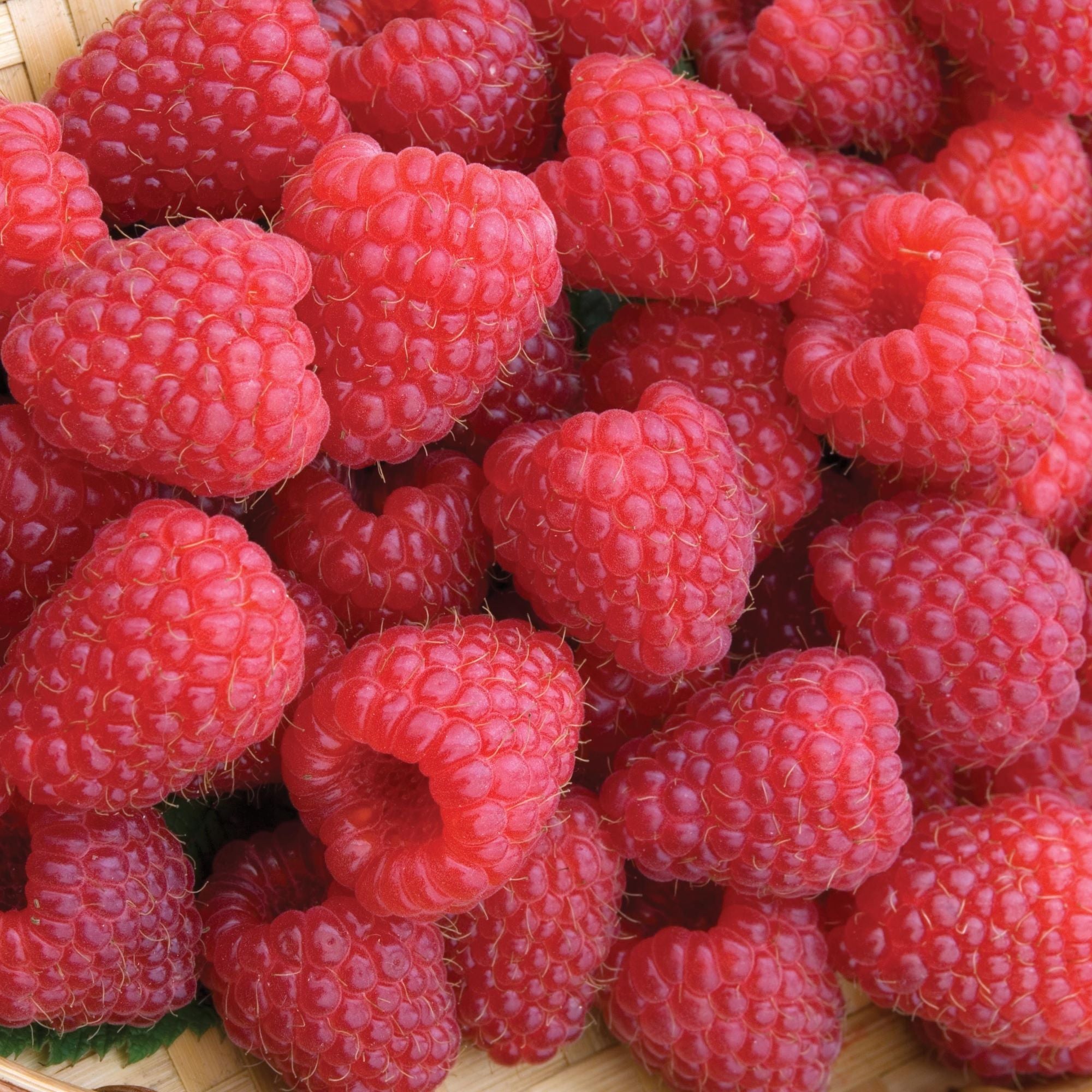 Late Fruiting Raspberry Cane Varieties D.T. Brown Seeds