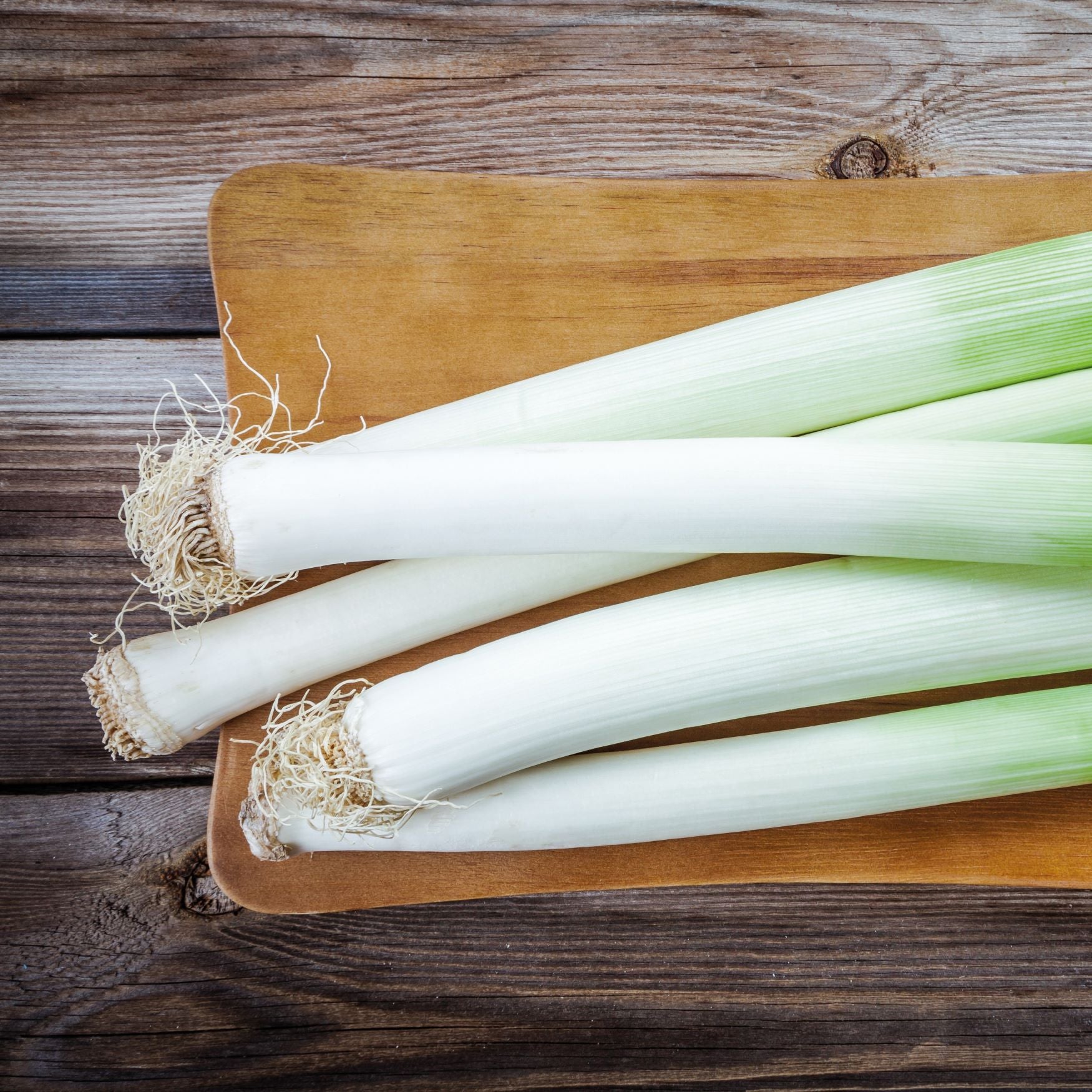 Leek Plants