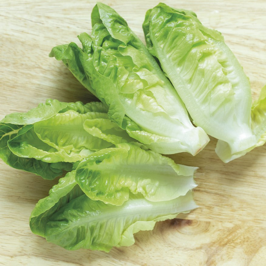 Lettuce Seeds