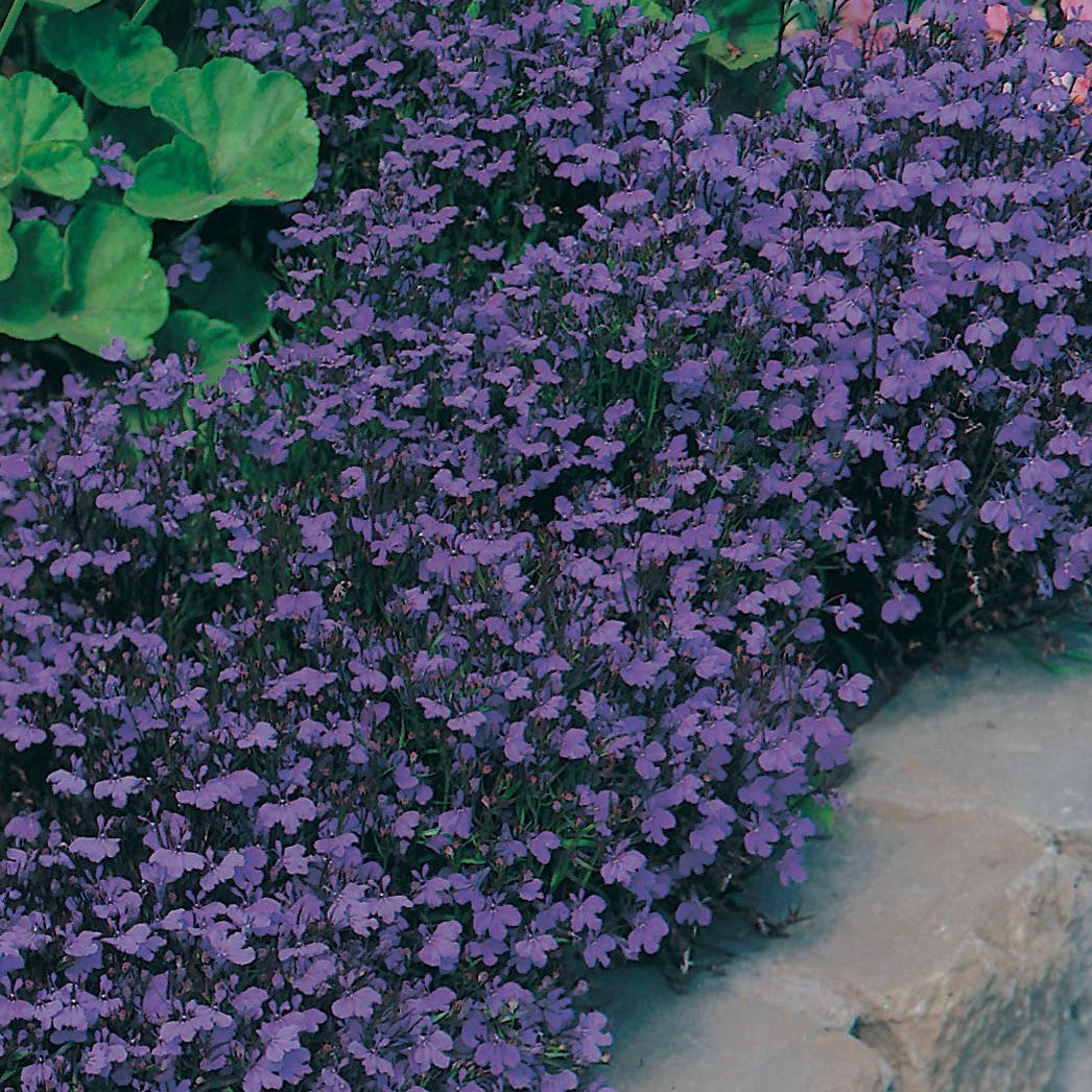 Lobelia Plants