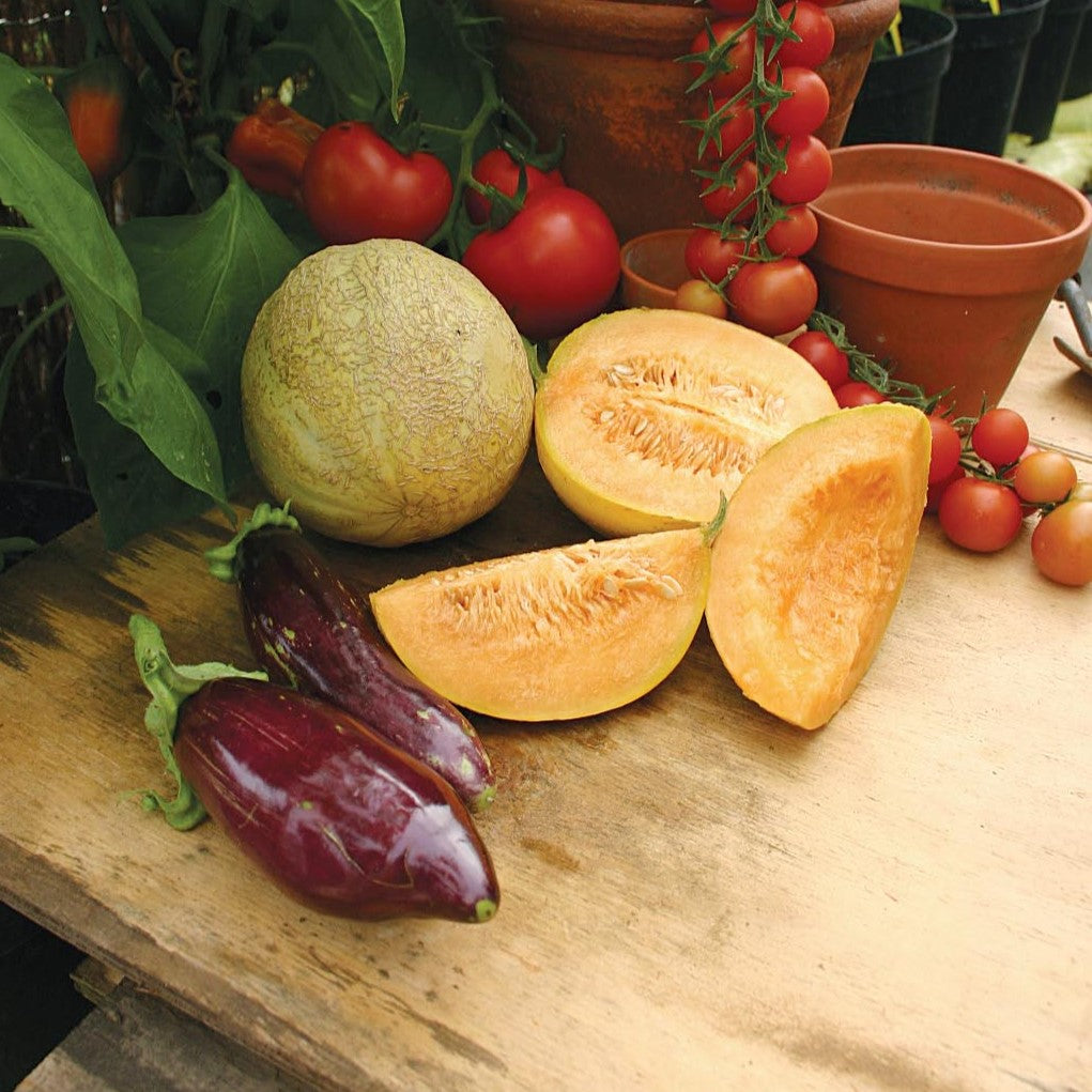 Melon Plants