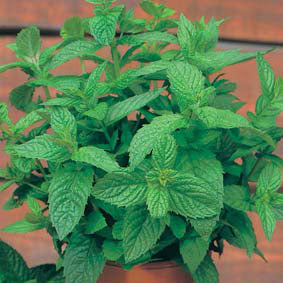 Mint Seeds