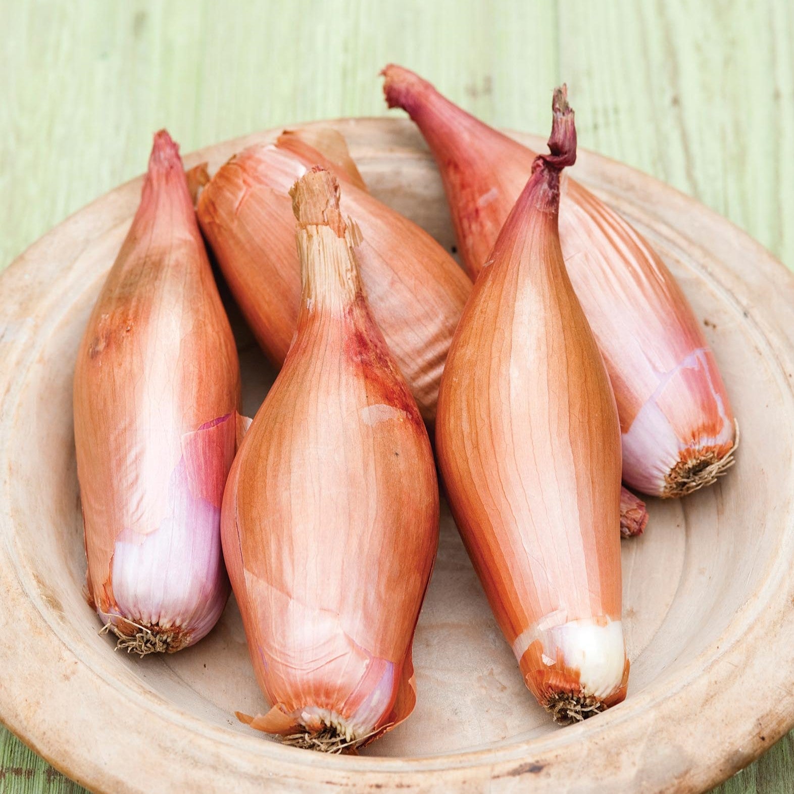 Onion Plants