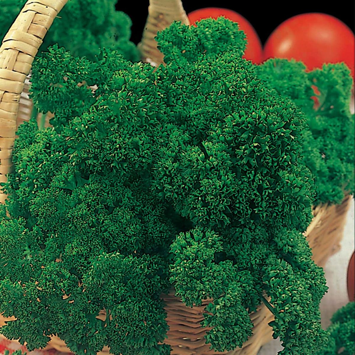 Parsley Plants
