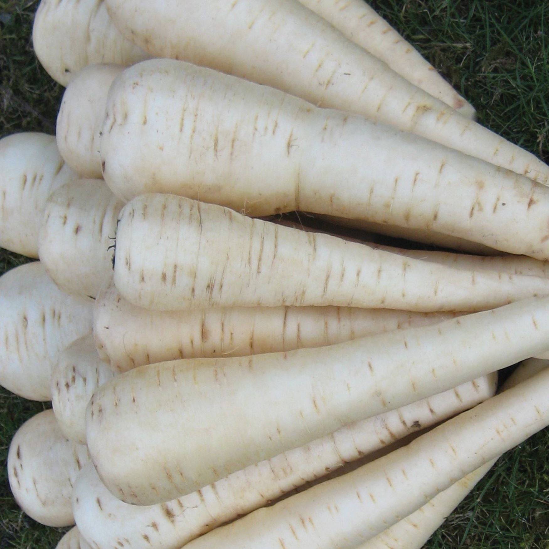 Parsnip Seeds