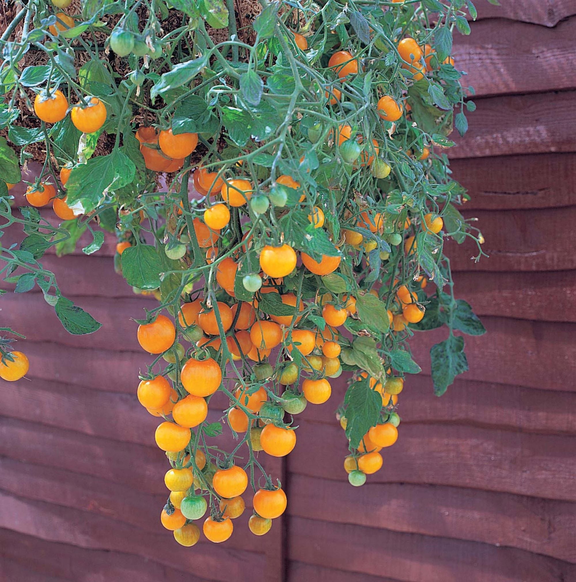 Patio Vegetable Plants