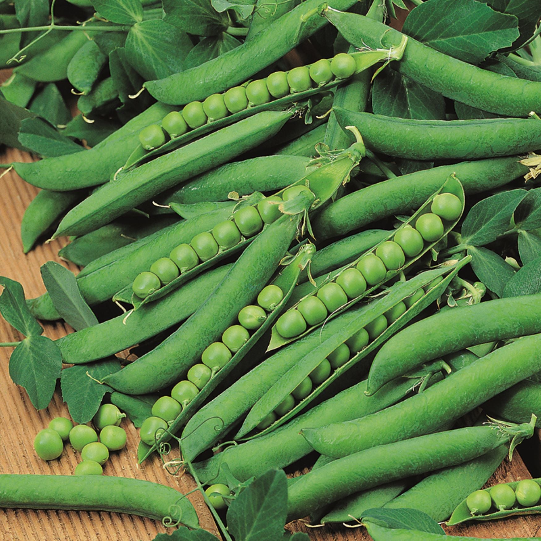 Pea Plants