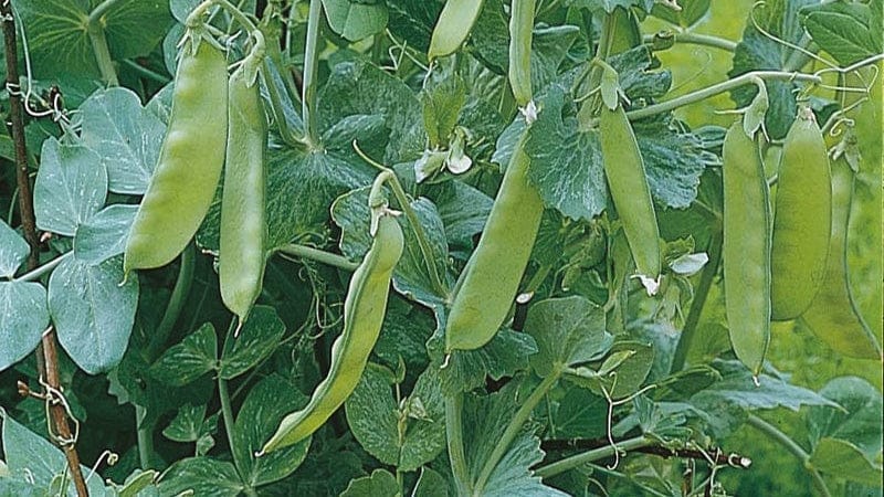 Pea Plants