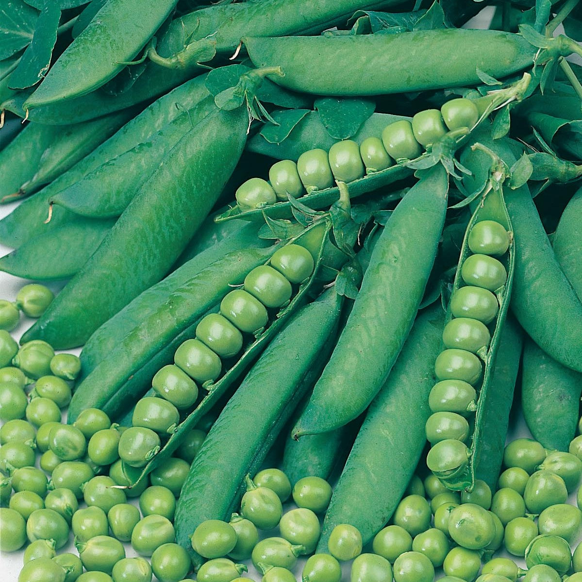 Pea Second Early Seeds