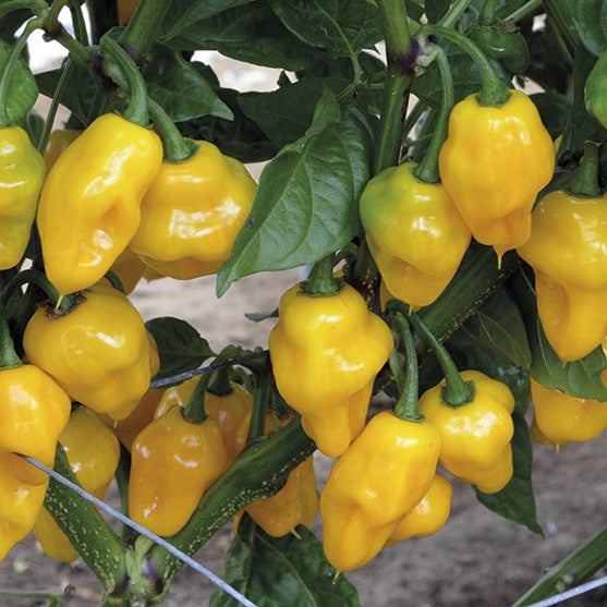 Pepper Seeds Bell Pepper Seeds D.T. Brown Seeds