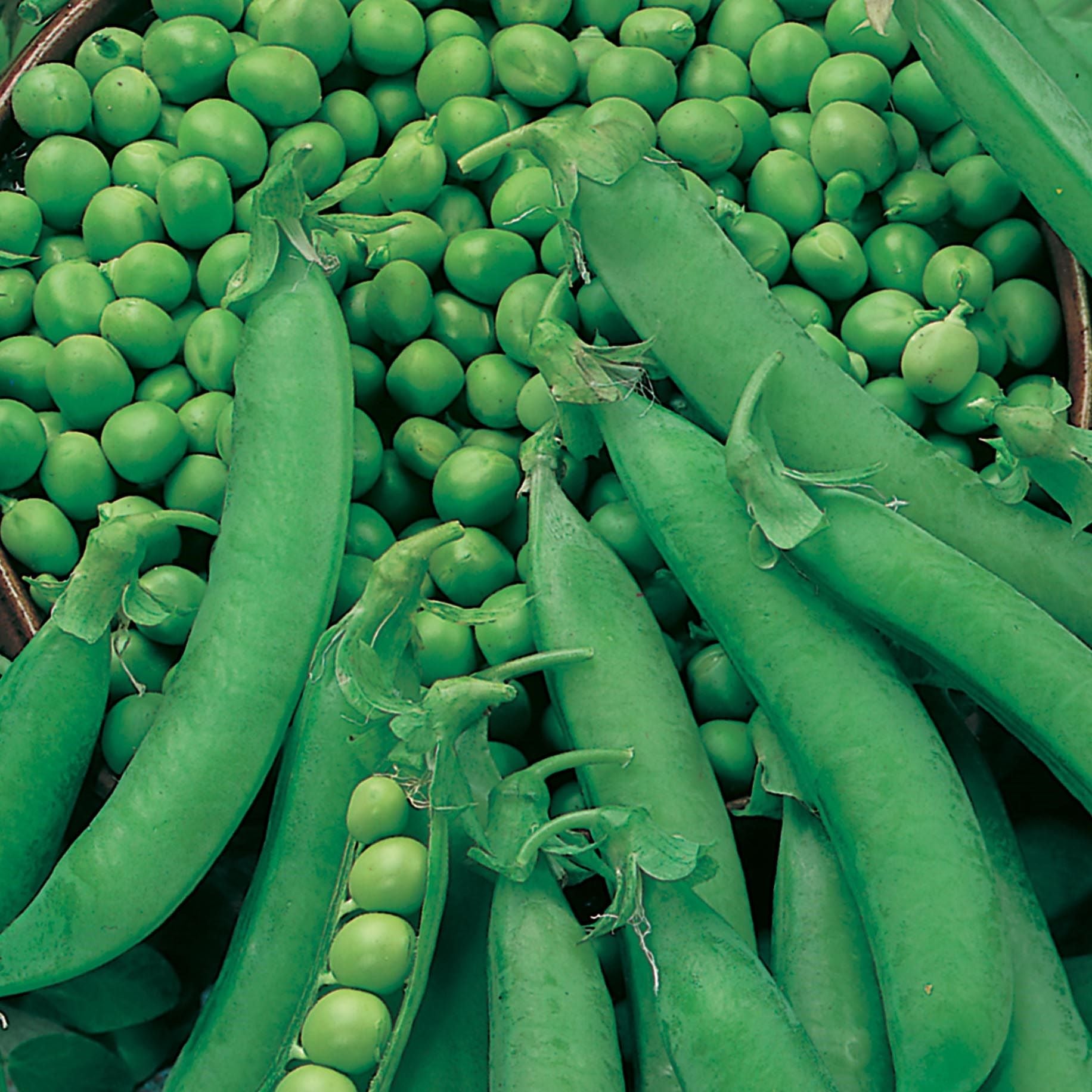 Petit Pois Pea Seeds