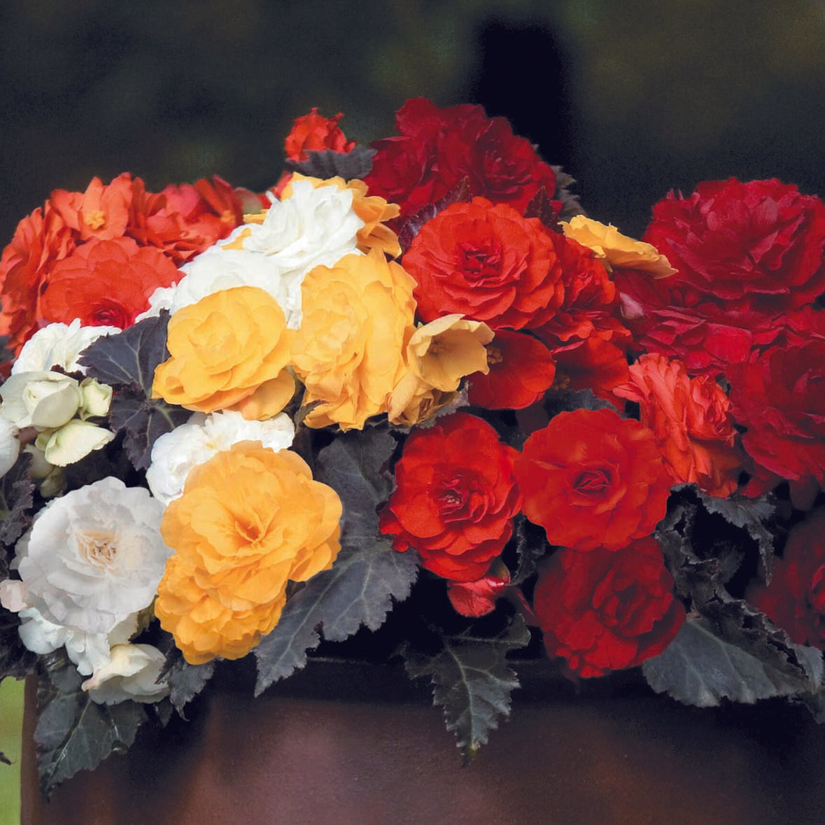 Plug Plants Buy Plug Plants UK D.T. Brown Seeds