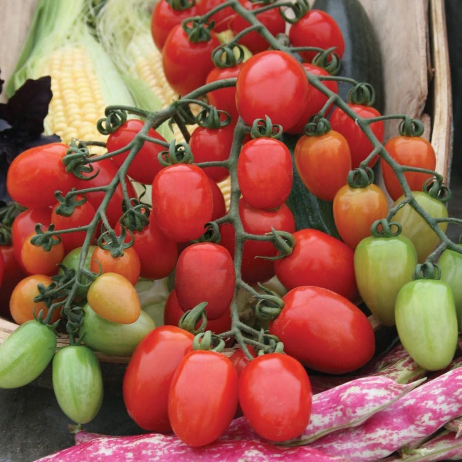 Plum Tomato Seeds