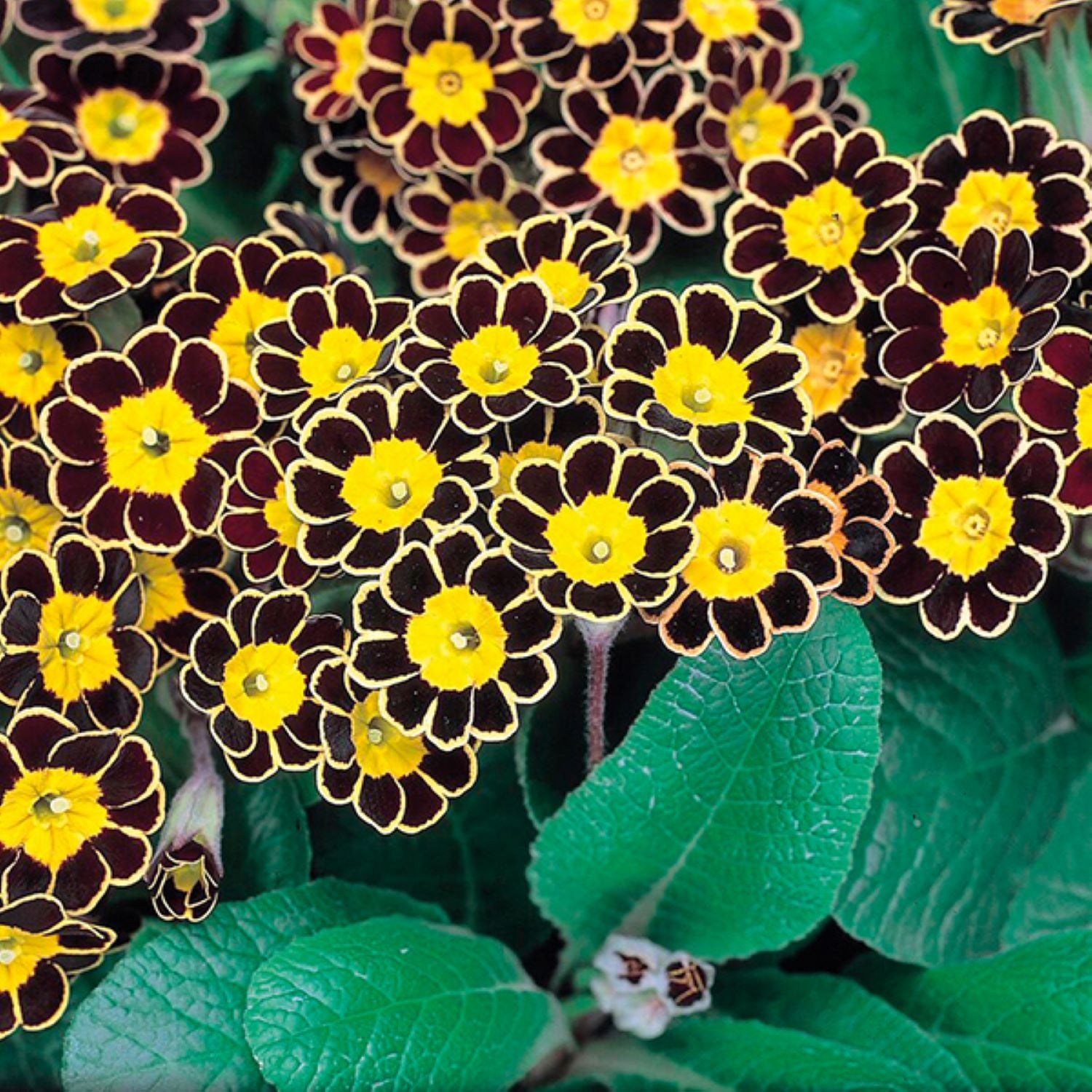 Polyanthus and Primrose Plants