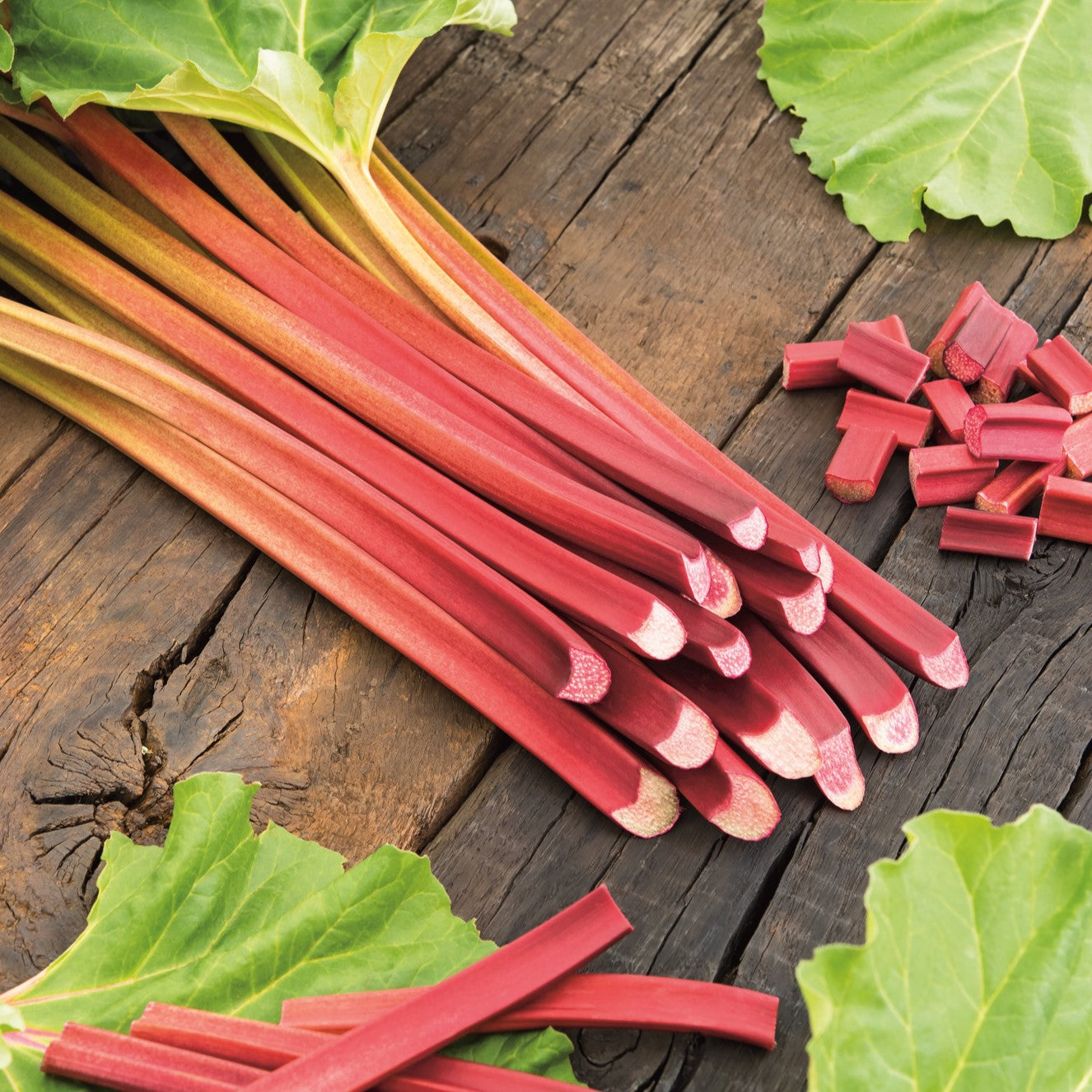 Rhubarb Plants