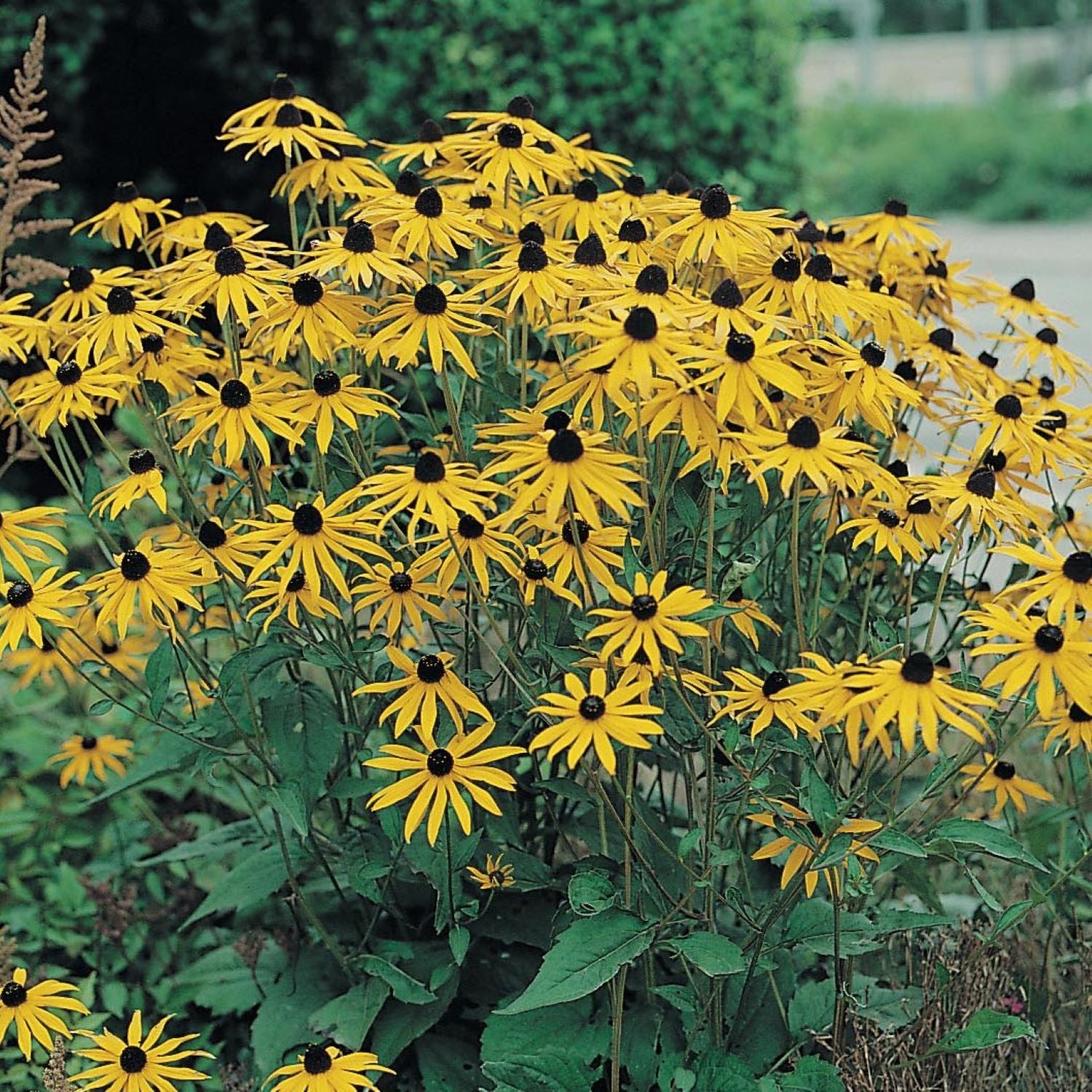 Rudbeckia Plants